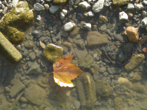 leaf on Wapping beach
