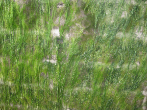 Algae on Wapping beach